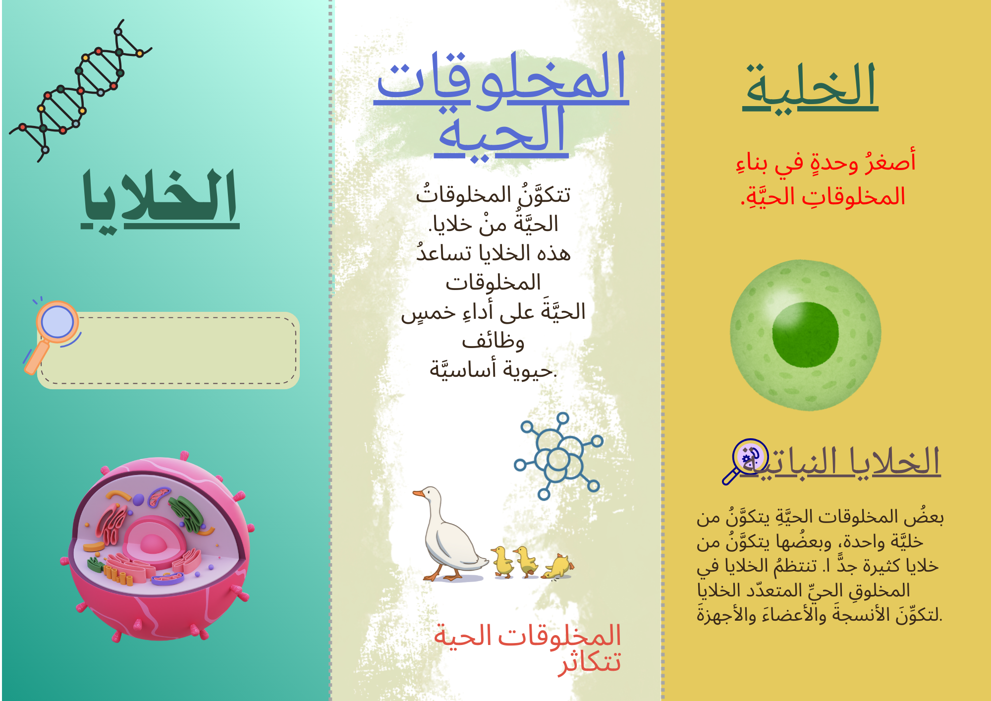 الخلايا النباتيه والحيوانية