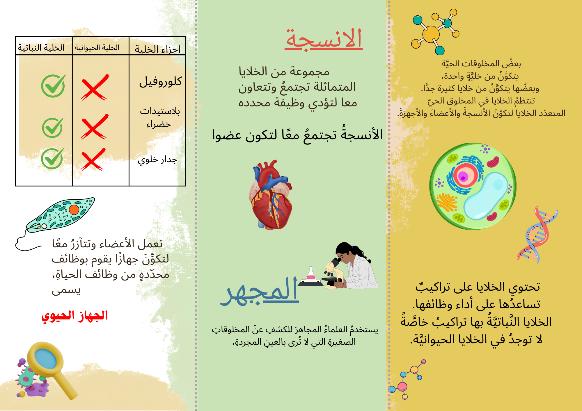 الخلايا النباتيه والحيوانية