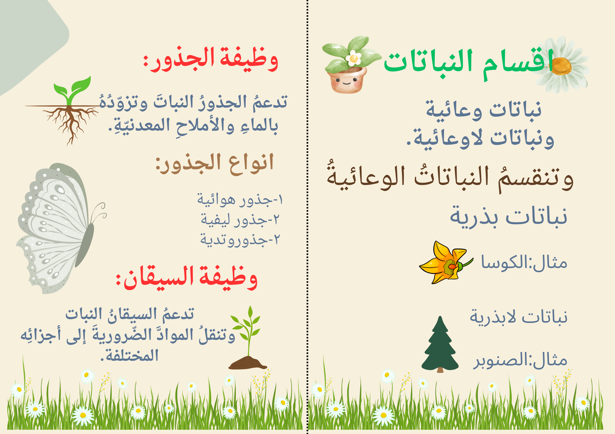 النباتات الوعائيه والاوعائيه