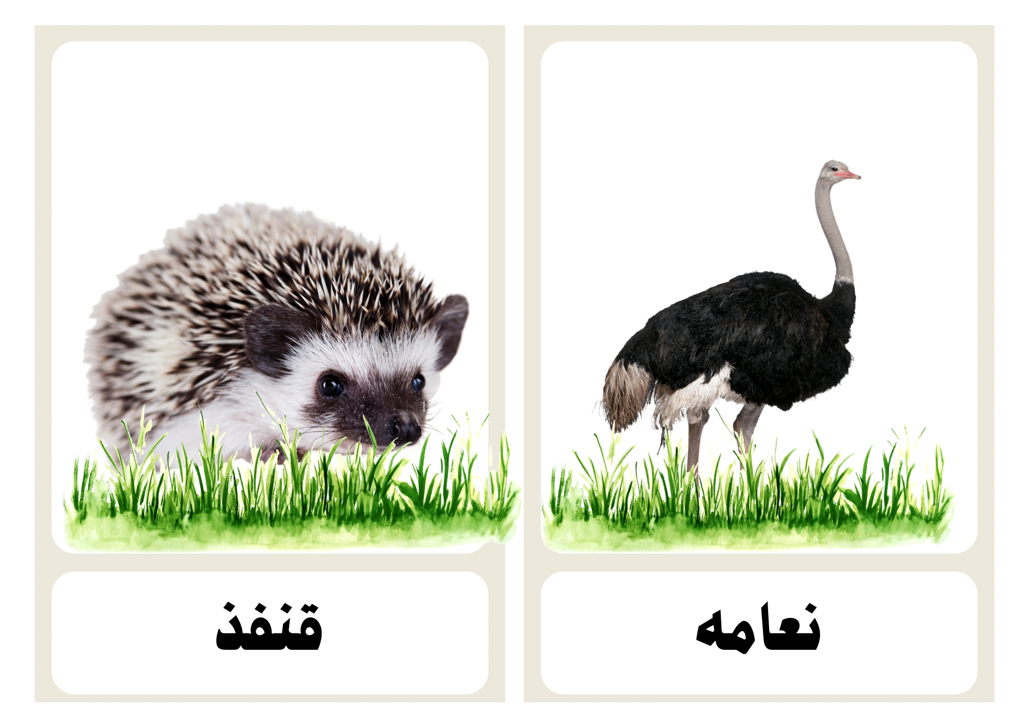 رحلتي مع الحيوانات